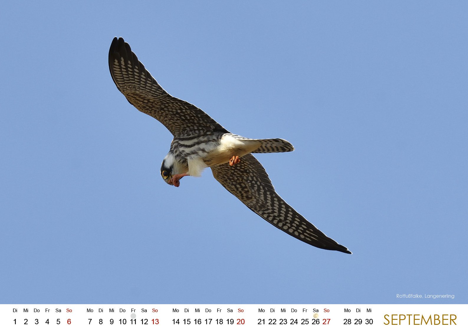 Wildes Regensburg 202610