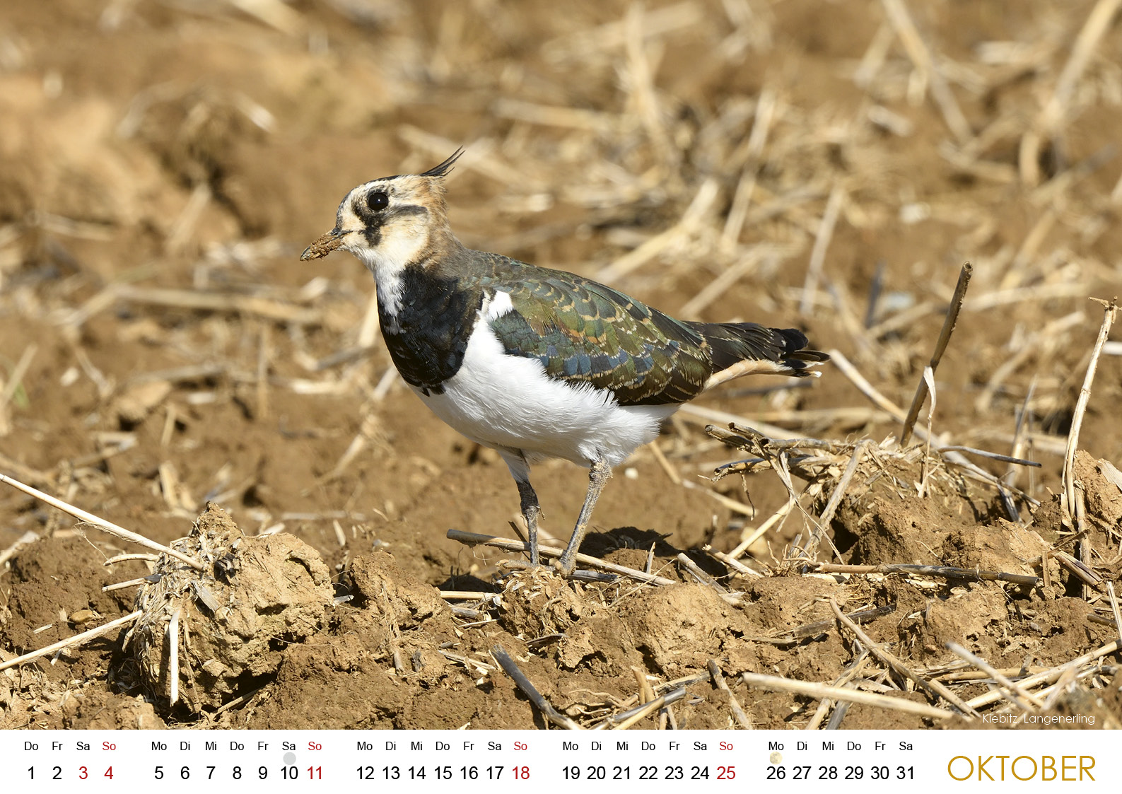 Wildes Regensburg 202611