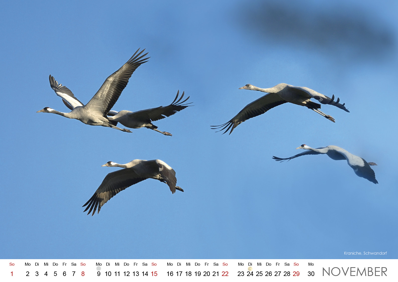 Wildes Regensburg 202612