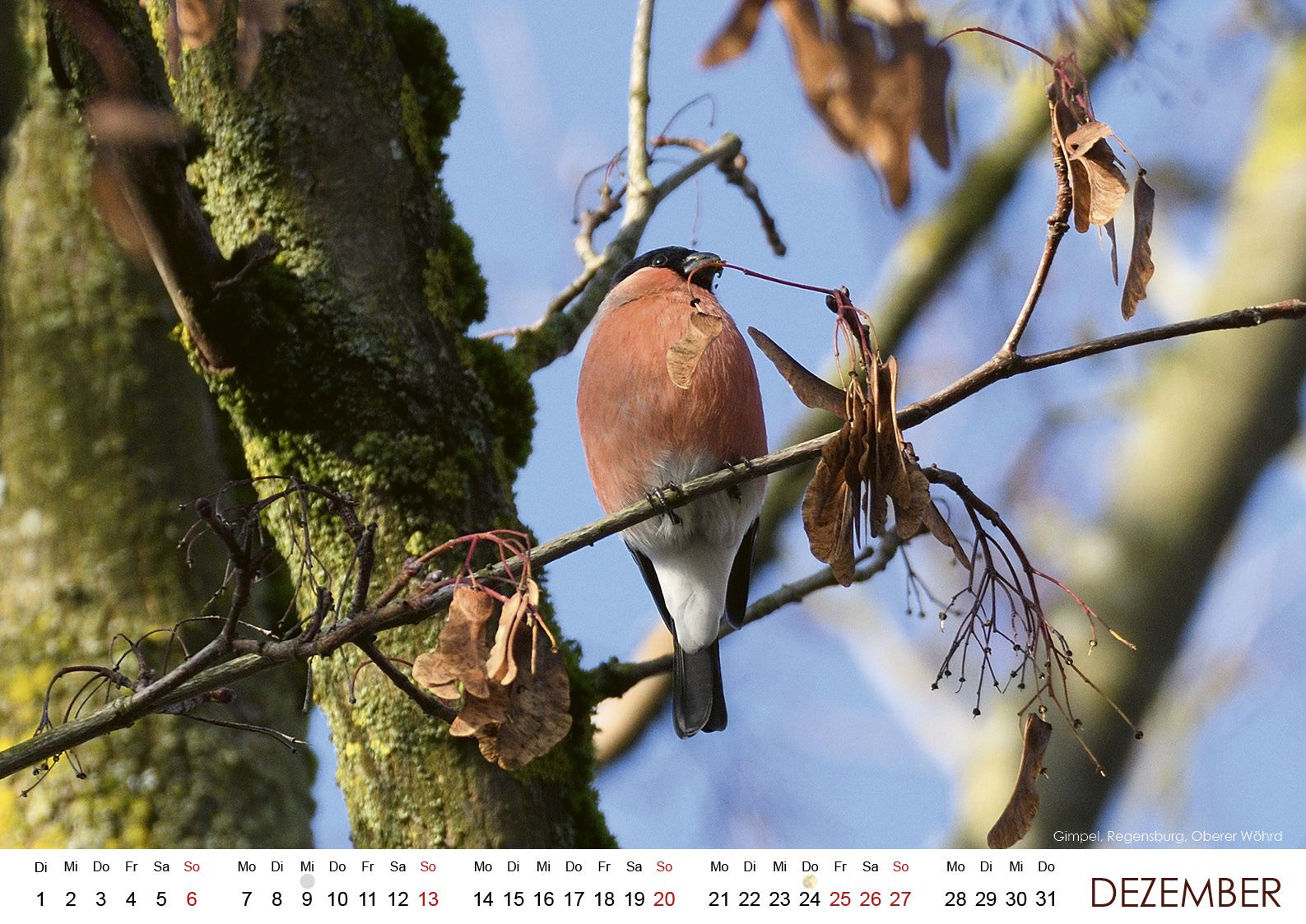 Wildes Regensburg 202613