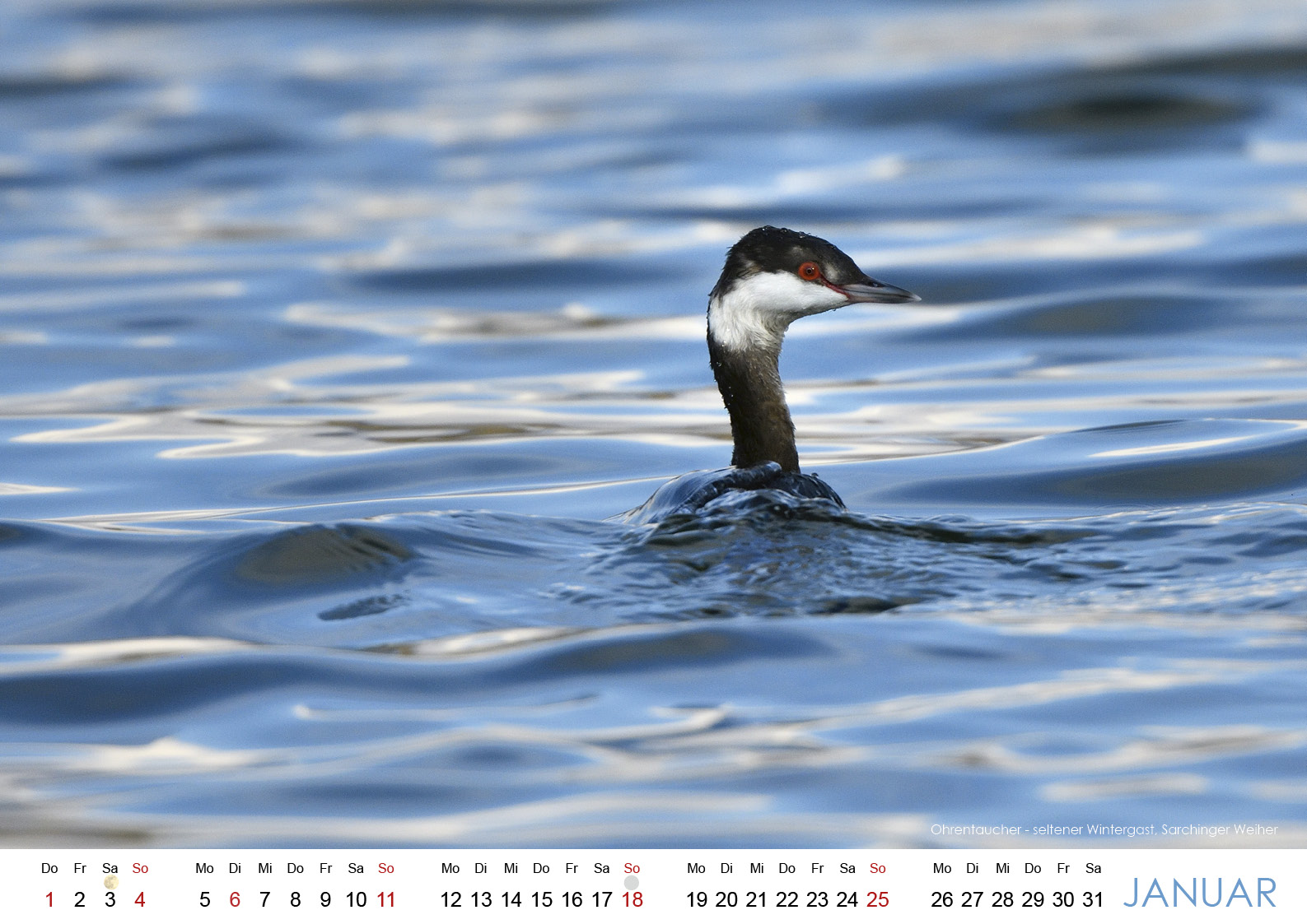 Wildes Regensburg 20262