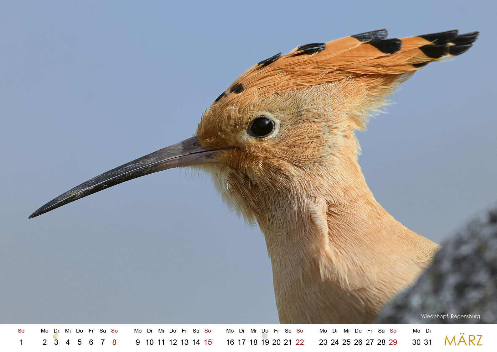 Wildes Regensburg 20264