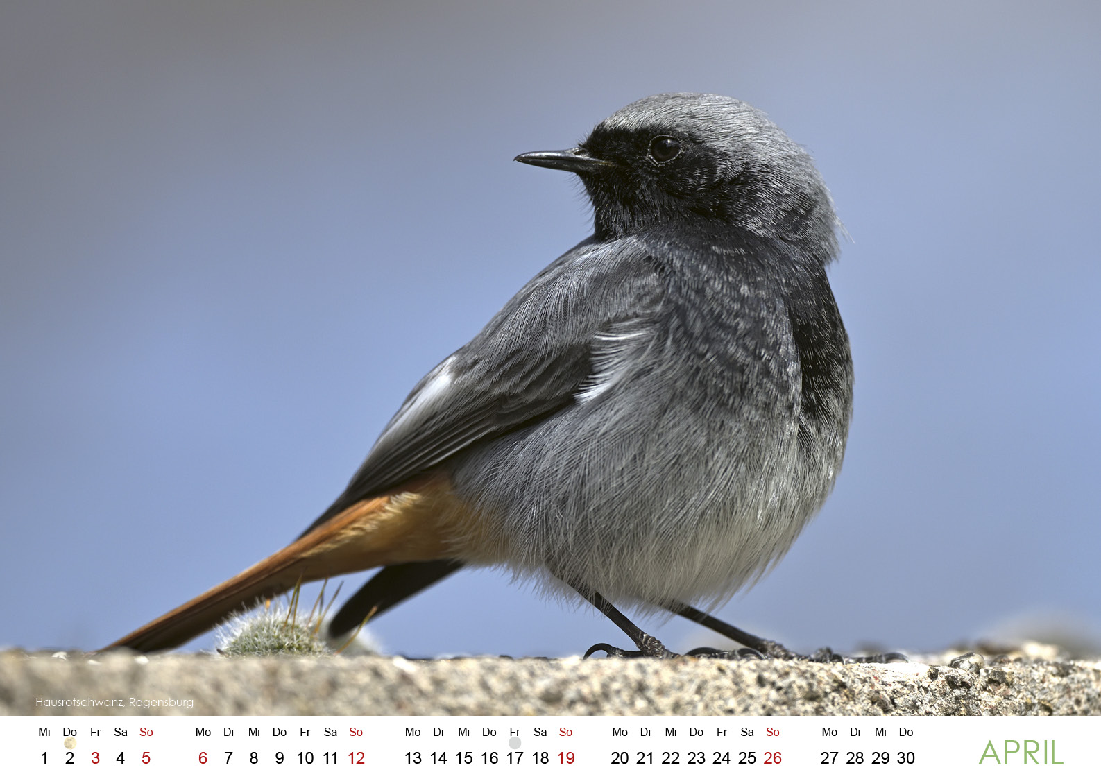 Wildes Regensburg 20265