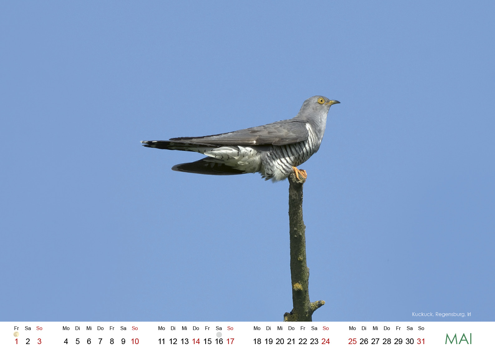 Wildes Regensburg 20266