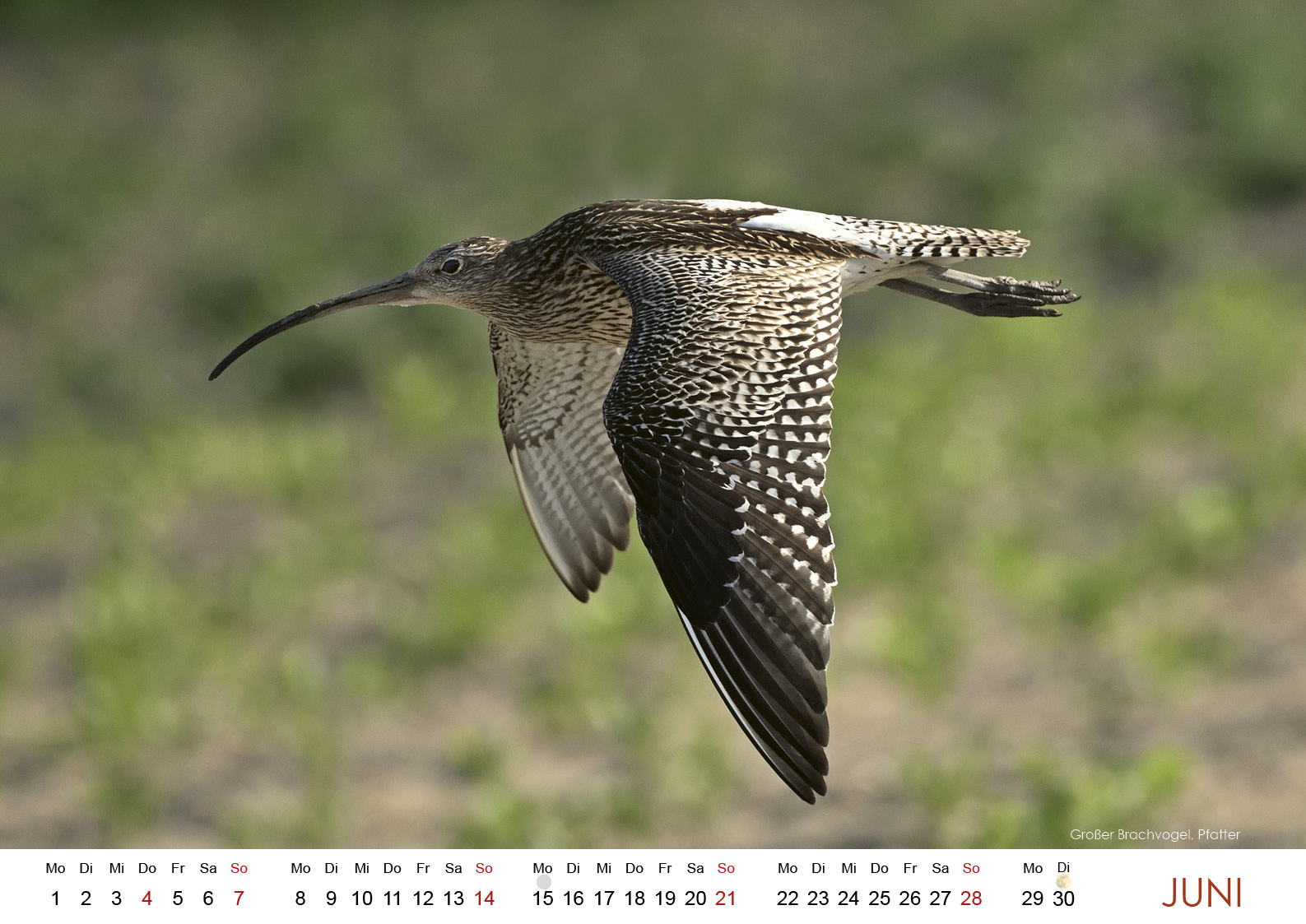 Wildes Regensburg 20267