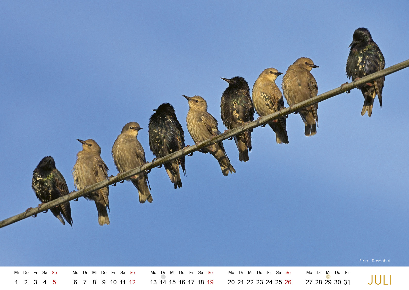 Wildes Regensburg 20268