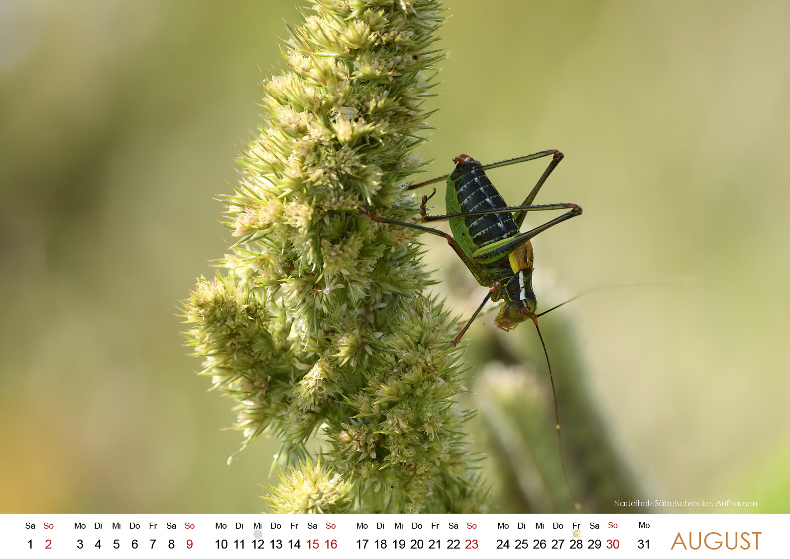 Wildes Regensburg 20269